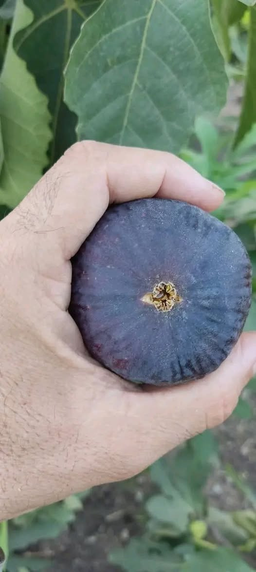 احسن شتلات تین متوفر بسعر ٣تألف الشتله
🟨 تین اصفر عسلی تركي 
⬛️ تین اسود بني مسلم 
◾️تین اصفر  عسلی الاسبانی

اارتفااع الشتله ١٧٥ سم الى مترين

عنون ناحية حمام العليل

 نقطه داله قرب ملعب قبر العبد الرياضي

واتساب ***********
خدمة توصيل عل مشتريه موجود
