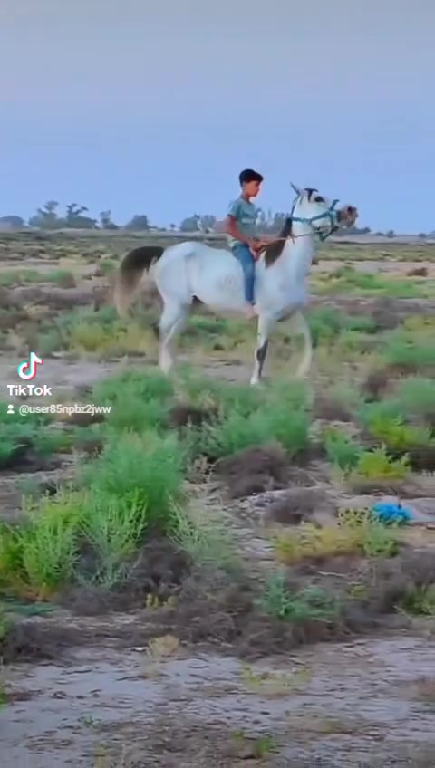 يالله اللهم صلي عله محمد فرس عربيه معروفه خياله فول طراد راس وشليل سالمه عله كل عذروب شرط الخياله  رتفاع 150كفاله مراوس ترهم المكان بابل سعر مليون وربع وبيه مجال
***********وتس
***********واتساب
يالله اللهم صلي عله محمد فرس عربيه معروفه خياله فول طراد راس وشليل سالمه عله كل عذروب شرط الخياله  رتفاع 150كفاله مراوس ترهم المكان بابل سعر مليون وربع وبيه مجال

يالله اللهم صلي عله محمد فرس عربيه معروفه خياله فول طراد راس وشليل سالمه عله كل عذروب شرط الخياله  رتفاع 150كفاله مراوس ترهم المكان بابل سعر مليون وربع وبيه مجال
