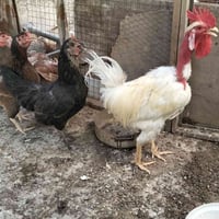دجاج عرب • الناصرية • الاسكان الصناعي