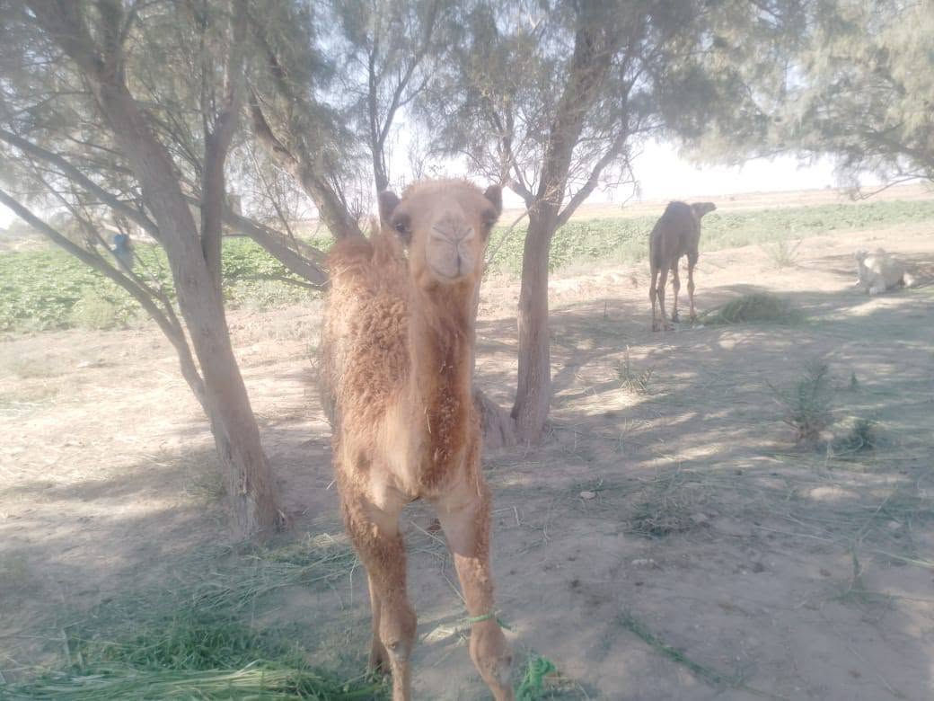 حيران للبيع عدد 6مكان الرفاعي ‏‪***********‬‏
