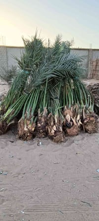 نخيل • مجذر • من امه