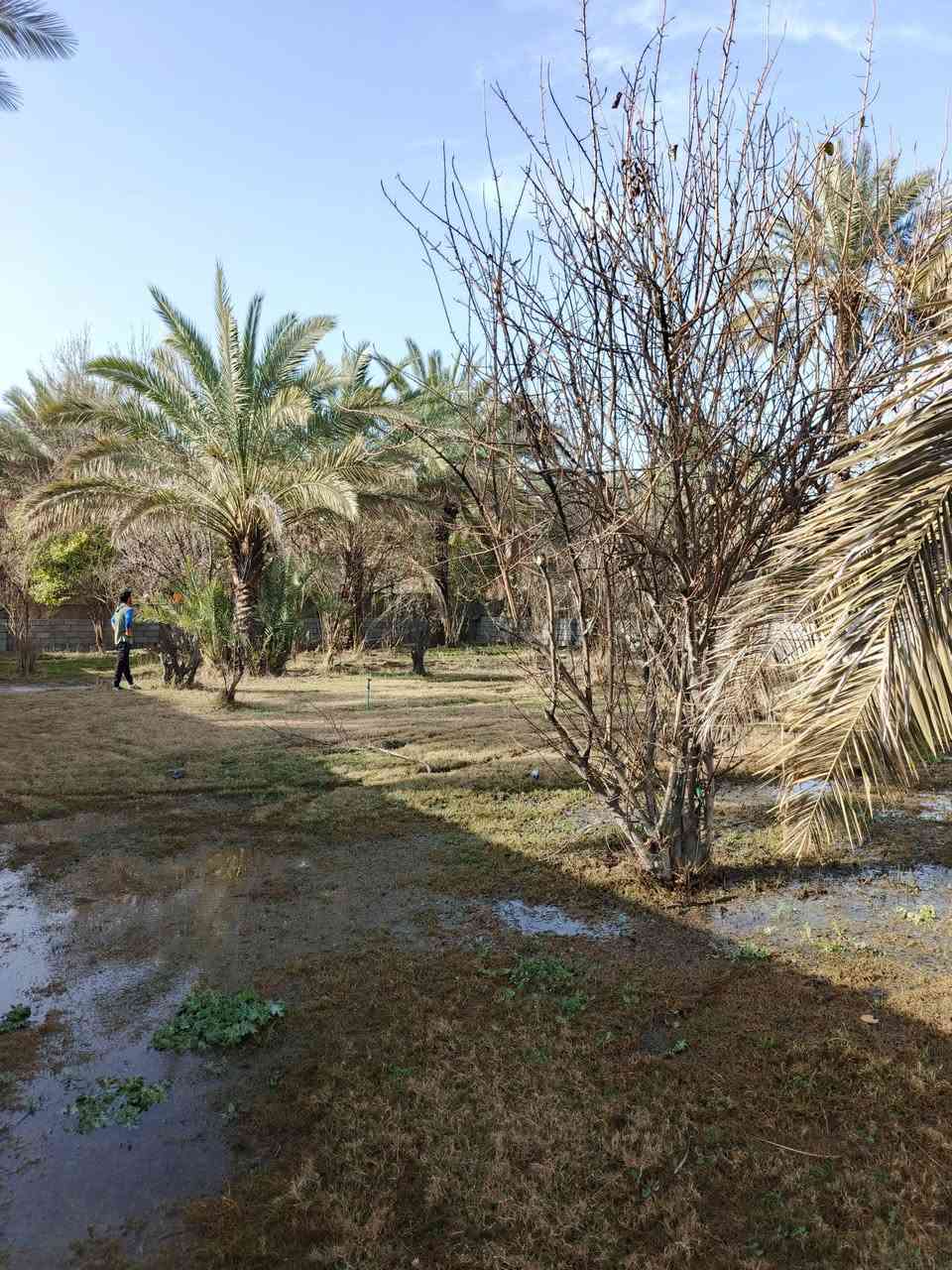 سلام عليكم للبيع 1250 نص دونم سند 25 تحويل مباشر بسم المشتري بغداد الراشدية قرية العراكنة تبعد عن ناحية ربع ساعة وعن شارع العام طريق بغداد كركوك كيلو موقع جدا حلوو شارع تبليط مخدوم ماء سقي ماء اساله كهرباء يصلح سكن جدا قريب سعر جدا مناسب 85 وبي مجال  بسم شخص واحد ***********
