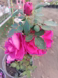 ورد جوري • أحجام كبيرة وسط • كوفه شارع عبد العال