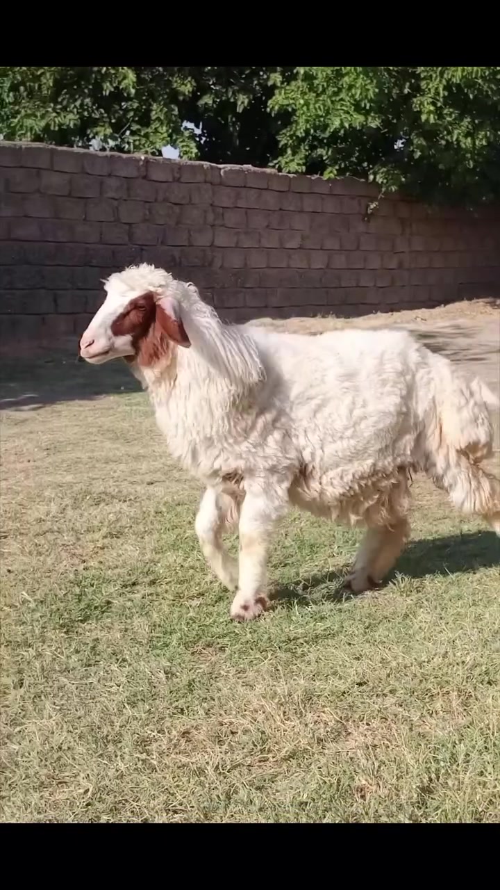 دجه ليلانيه خشنه وحالها فول 
قطعه نادرة 
مكاني شرقاط قريه شكراً 
***********
