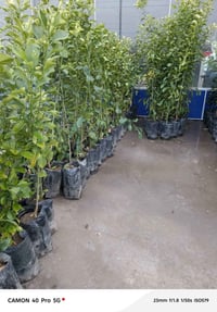 حمضيات • وجبه جديدة • مشتل شهاب