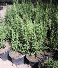 اكليل الجبل • شتل مرتب • عطر فواح