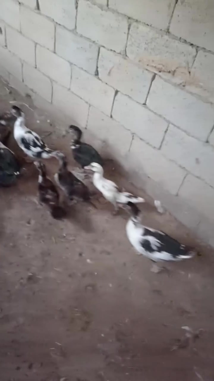سلام عليكم
العدد 15 بشه بيهن 7 فحله

كلهن ب 90 ذي قار شطره *********** وبي مجال
