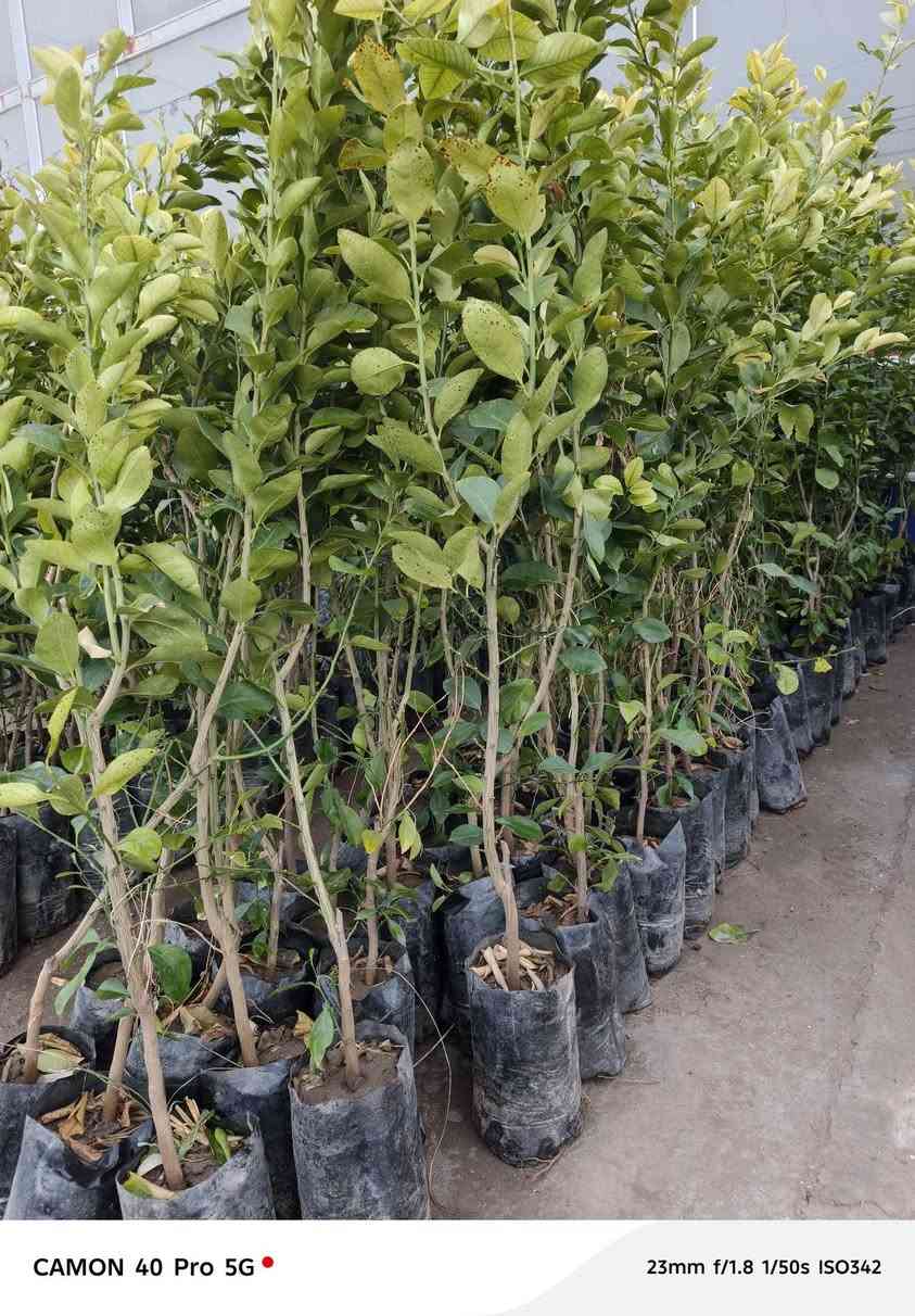 جميع انواع الحمضيات وجبه جديده اليوم ١٧ رمضان في مشتل شهاب الزراعي وبأسعار مناسبه 
استفسار+ واتساب ***********
