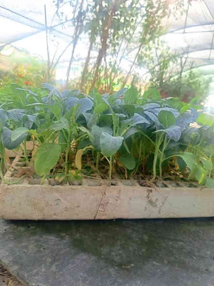 السلام عليكم ...🥬🥬🥬
توفرت لدينا تشكيلة من الخضروات بجميع انواعها .. السعر كل 10شتلات بألف دينار والجملة سعر اخر 🥬🥬🌱🌱🌱
القرنابط .
الهانة الحمراء 
 الهانة الخضراء 
الطماطم 
البأذنجان 
الفلفل الحار والبارد ...
توجد خدمة توصيل جميع المحافظات 6 الاف دينار 
العنوان محافظة ذي قار  ..قلعة سكر 
مراسلة الصفحة او واتساب او اتصال 
***********
***********
#الجميع
