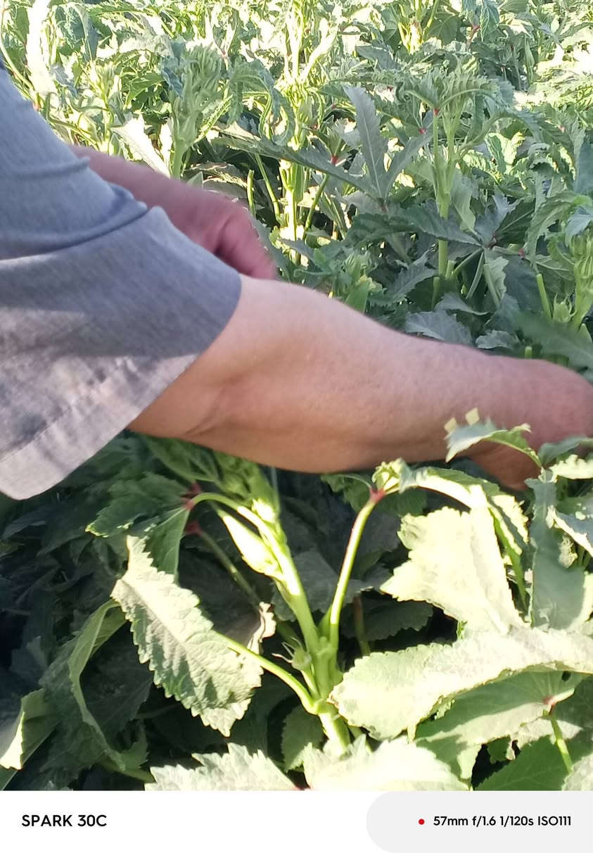 بذوربانيه متعهدبيهدرجهاولئنوعيه الي وولبذورالعبير***********
