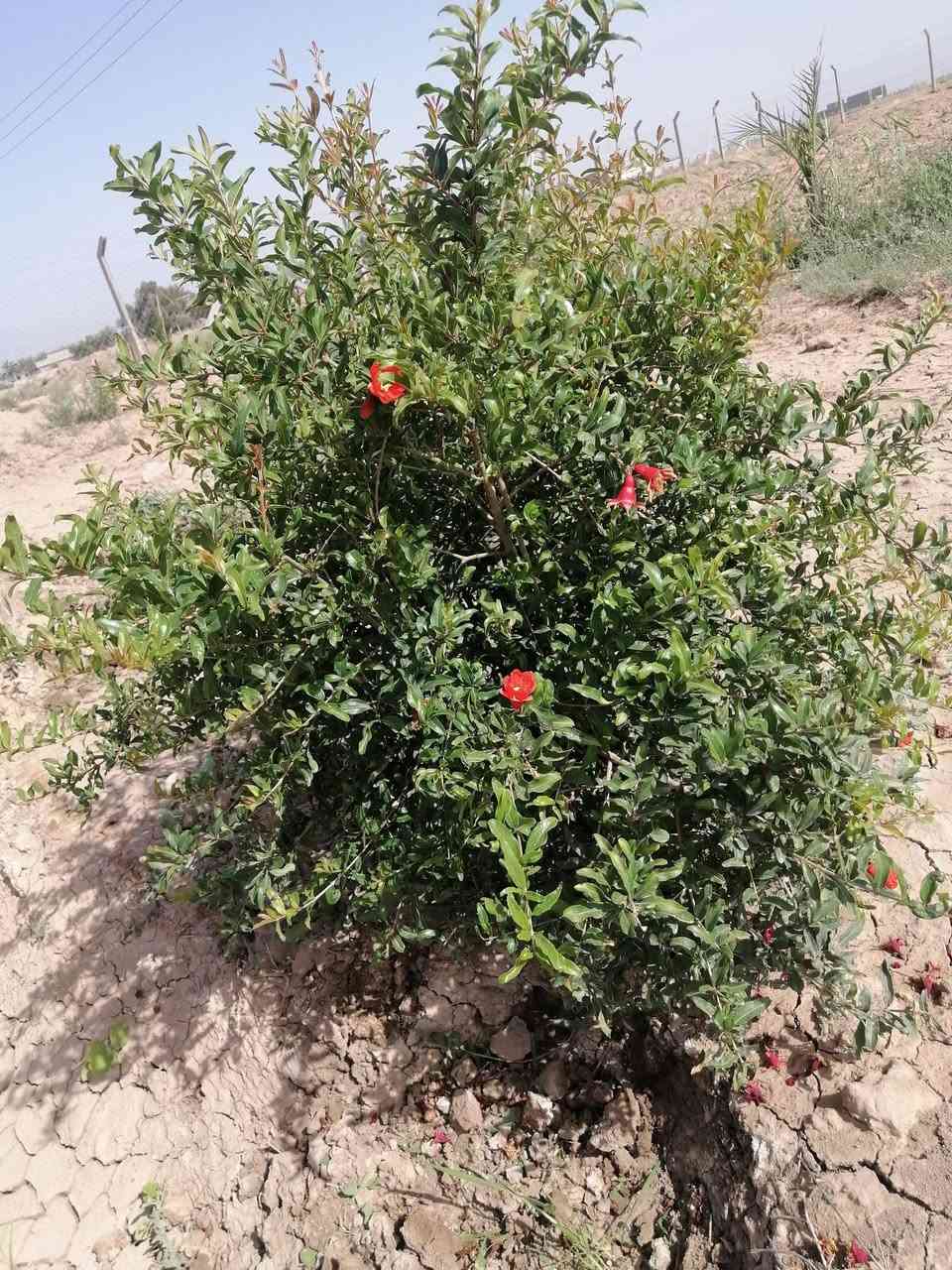 السلام عليكم 
توجد أرض زراعية للبيع سند 25 /مساحتها 2 دونم وتتوفر فيها جميع الخدمات المطلوبة من تبليط و كهرباء ومياه ثلاثة انوع (بئر واسالة ونهر) ومسيجة بلكامل وفيها انواع الأشجار المثمرة وترهم أمراوس. موقعها ديالى /ناحية كنعان للاستفسار الاتصال على ***********
