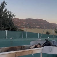 مزرعة • يومية • زاويته