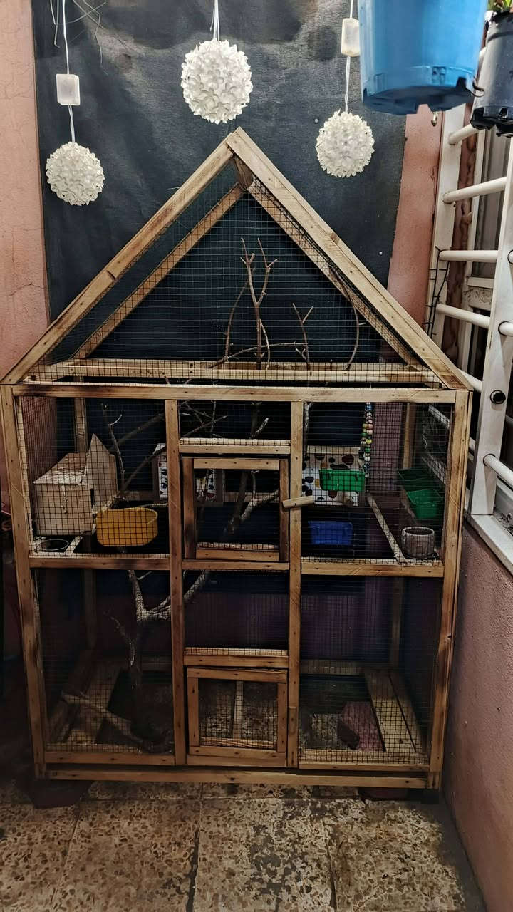 ب ٦٠ الف بلاش
 قفص 
مرتب شغل نجار درجه اولى
جديد حيل جكمجه 
 ***********
