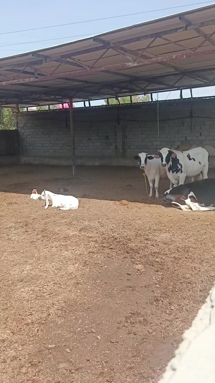 مزرعة خلف مجمع السلام السكني
***********
 #النجف #المناذرة #الكوفة #الحيرة
 @إشارة
