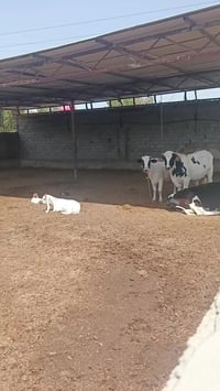 مزرعة خلف مجمع السلام السكني 07807829233  #النجف #المناذرة #الكوفة #ال...