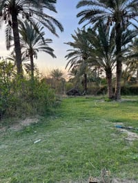 طابو ٢٥ • طابو ملك صرف • ٥ دونم