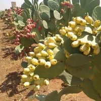تين شوكي هجين • مشروع زراعي • إنتاج طويل الأمد