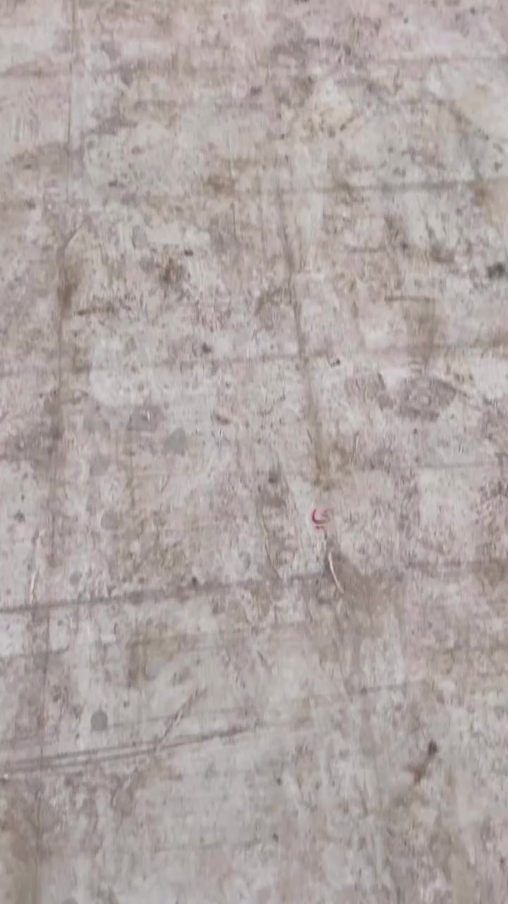 سجاد علي ***********
