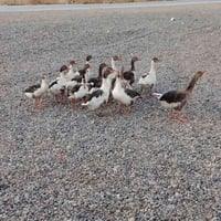 غازات • جوز • قرية مهانه