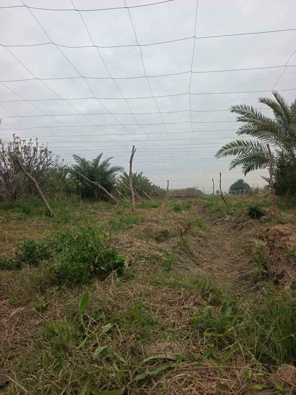 ✅للبيع مزرعه بمساحة دونم واحد
✅المساحة 2500م
✅ الواجهة مايقارب 20م 
✅الموقع قضاء السنية على شارع الشط مباشر
✅خدمات كامله تبليط ماء كهرباء 
✅مزروع حالياً عنب والبعض القليل من النخيل
✅مسيج بسياج بي ار سي
✅موقع زراعي ممتاز جداً 

♦️للاستفسار مراجعة مكتب الضامن للعقار الشارع التجاري مقابل منفذ المعرفه أو الاتصال 📞 
*********** واتساب 
***********
