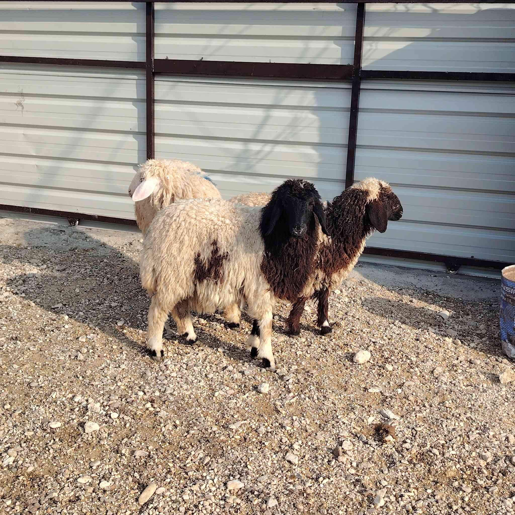 متاح فطايم عدد ٣ ترهم كلشي سعر زوج ٤٦٠ عنوانه الانبار قضاء عنه ناحية الريحانه يوجد توصيل مجاااااني حديثه والبغدادي فقط
***********
