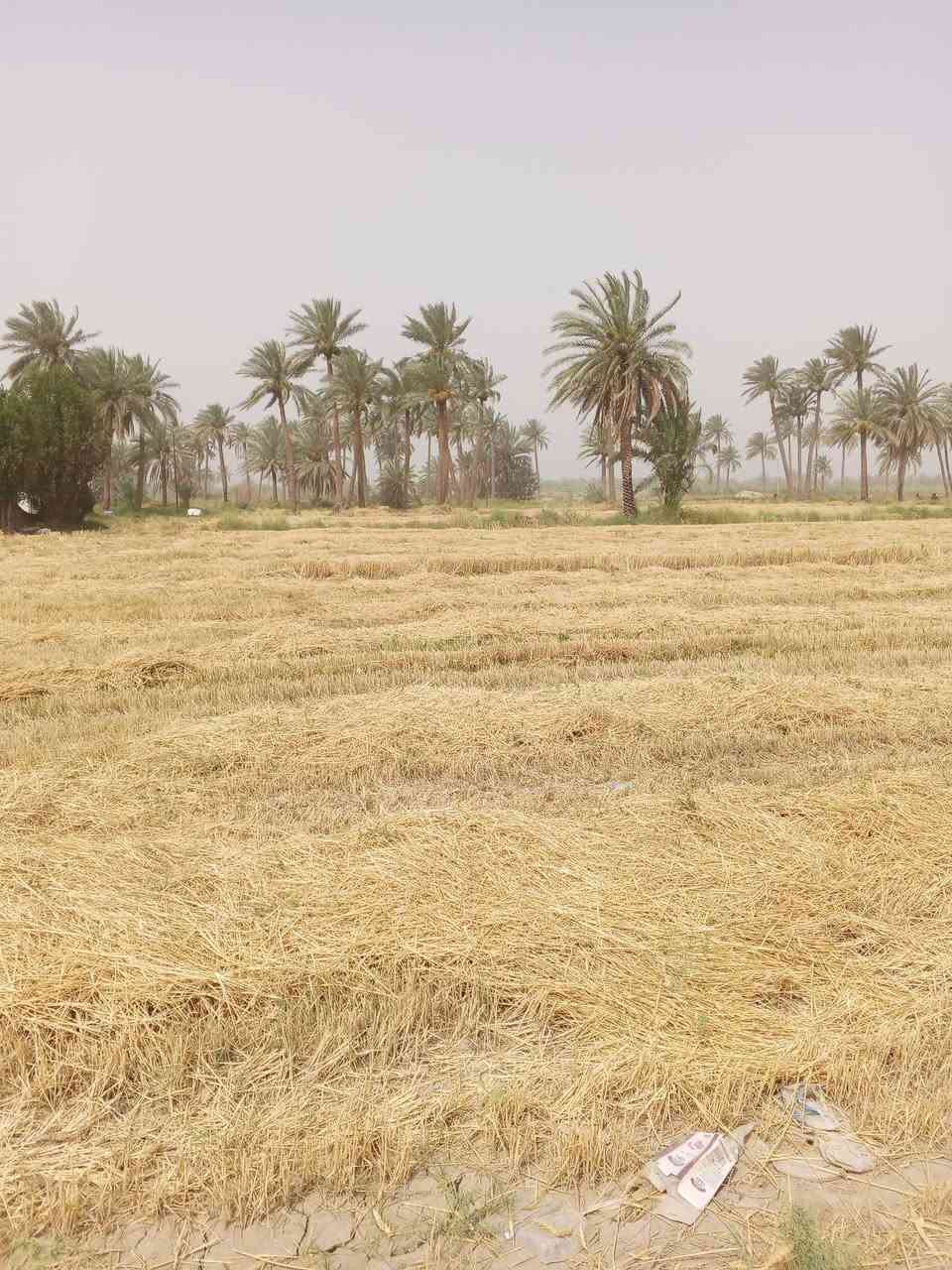 قطعه ارض للبيع مال مستعجل كلش 
5دونم زراعي متوفره كلشي ماء +كهرباء 
واجهيه 80متر 
العنوان بابل الحمزه الغربي ع دولي السريع مقابيل معمل السكر الاتحاد السعر 15 للاستفسار ***********
