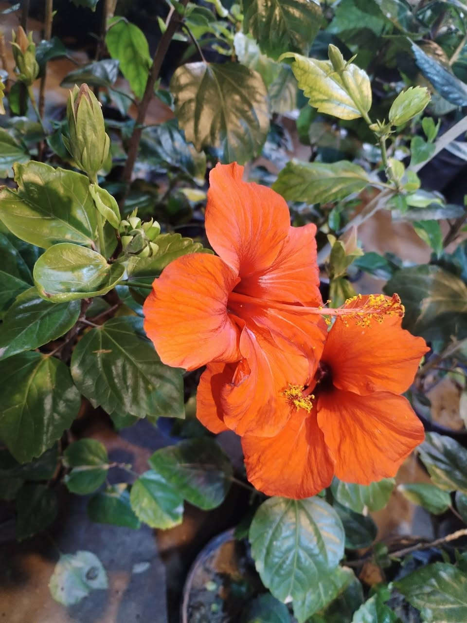 يالله يارزاق المشتل الصغير يتوفر لدينا نباتات داخليه وخارجيه واسمده وسنادين وتراب زراعي وثيل طبيعي مستعدون لعمل الحديقه للحجز والاستفسار ***********
