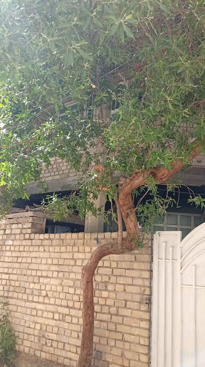 السلام عليكم بيت للبيع مساحه 100متر زراعي سند 25 طابقين يحتوي على غرفتين نوم وحمام داخلي وتواليت داخلي وخارجي ومطبخ وهول وسط مفتوح السعر 125
للاستفسار ***********
 الدوره مخابرات محله 848
