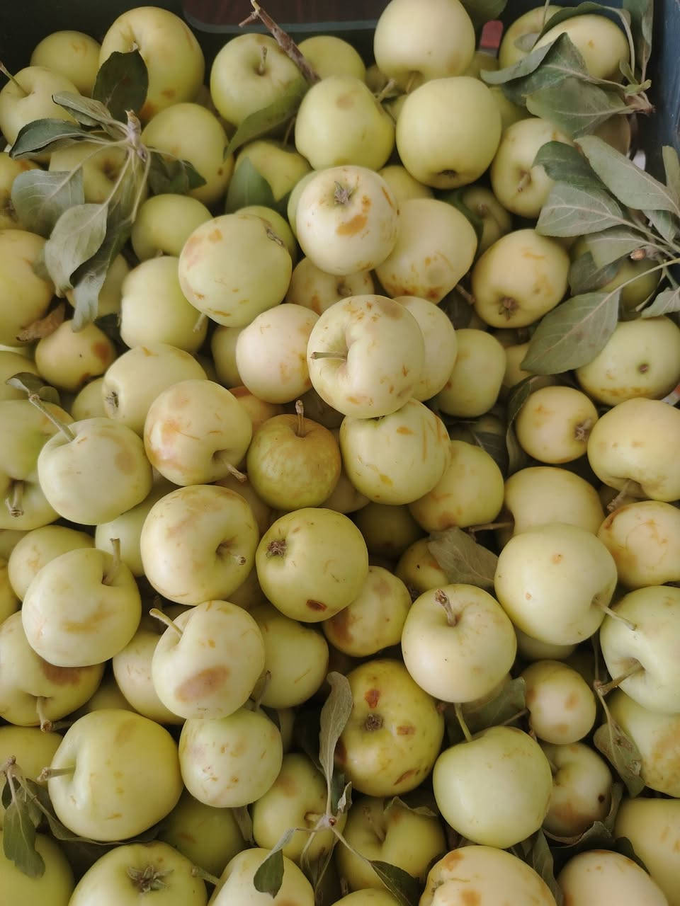 مسواك  جديد  جميع  انواع  الفواكي  والخضورات
🍌🍋‍🟩🍋🍊🍉🍈🍑🥝🍆🍆🥔🥕🫛🍄‍🟫🧄🥦🥬
العنوان  شارع  الحضرةخلف  ماركت  بيم 
يوجد خدمة  توصيل***********
