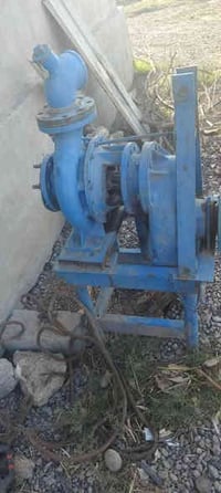 خنزيره للبيع السعر خاص 07508040729