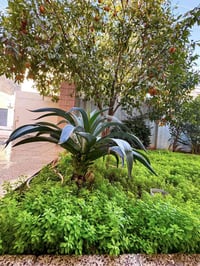 #للبيع دار ..(موقع وسعر مميز) #المساحة 210متر ..#الواجهه 10م ونزال 21م...