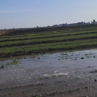 ٣٠ دونم • عقد زراعي • نهر الخميسية