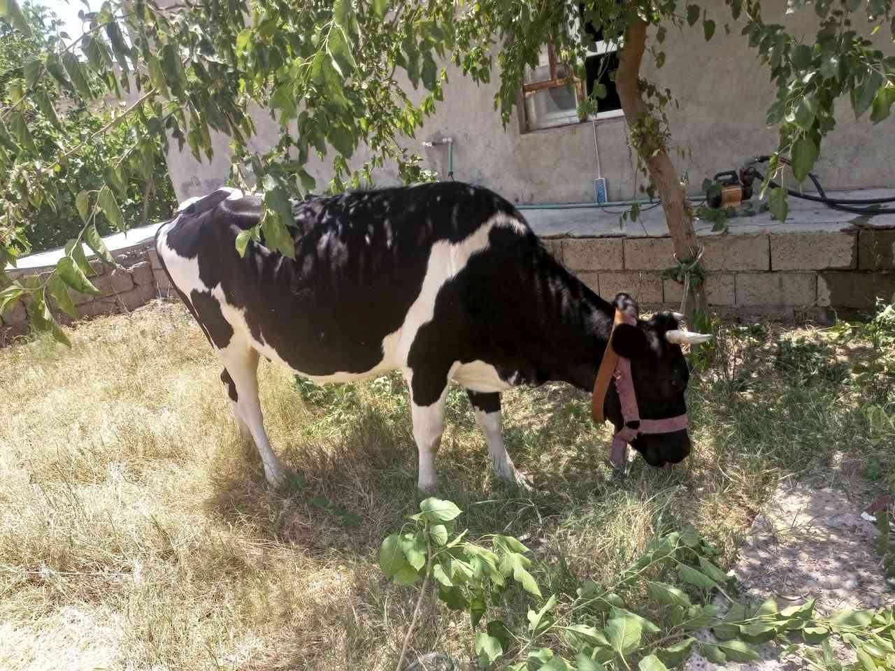 بقره فريزيه مال بيت خشنه ام ثاني حاطه على ميلاد حليب ودسامه خير من الله وين اليدور حلال مال جني الشراي يتصل ***********
