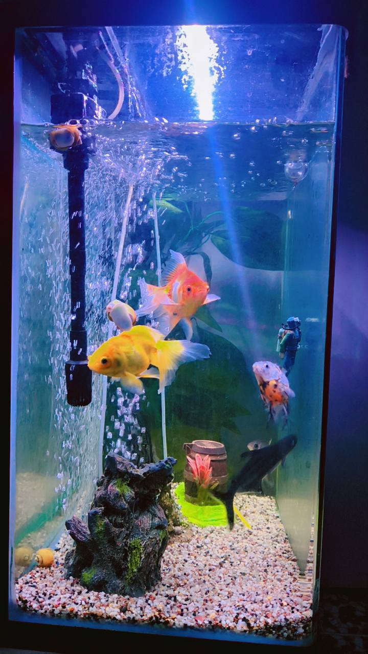 سلام عليكم عندي حوض اسماك زينه للبيع ابيع شلع الحوض والاسماك والغراض السعر 125الرقم ***********العنوان بغداد التاجي اركيه وفاضل
