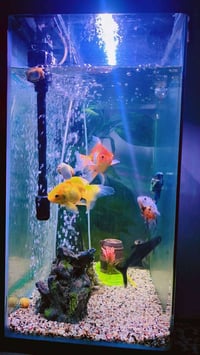 عندي حوض اسماك زينه للبيع ابيع شلع الحوض والاسماك والغراض السعر 125الر...