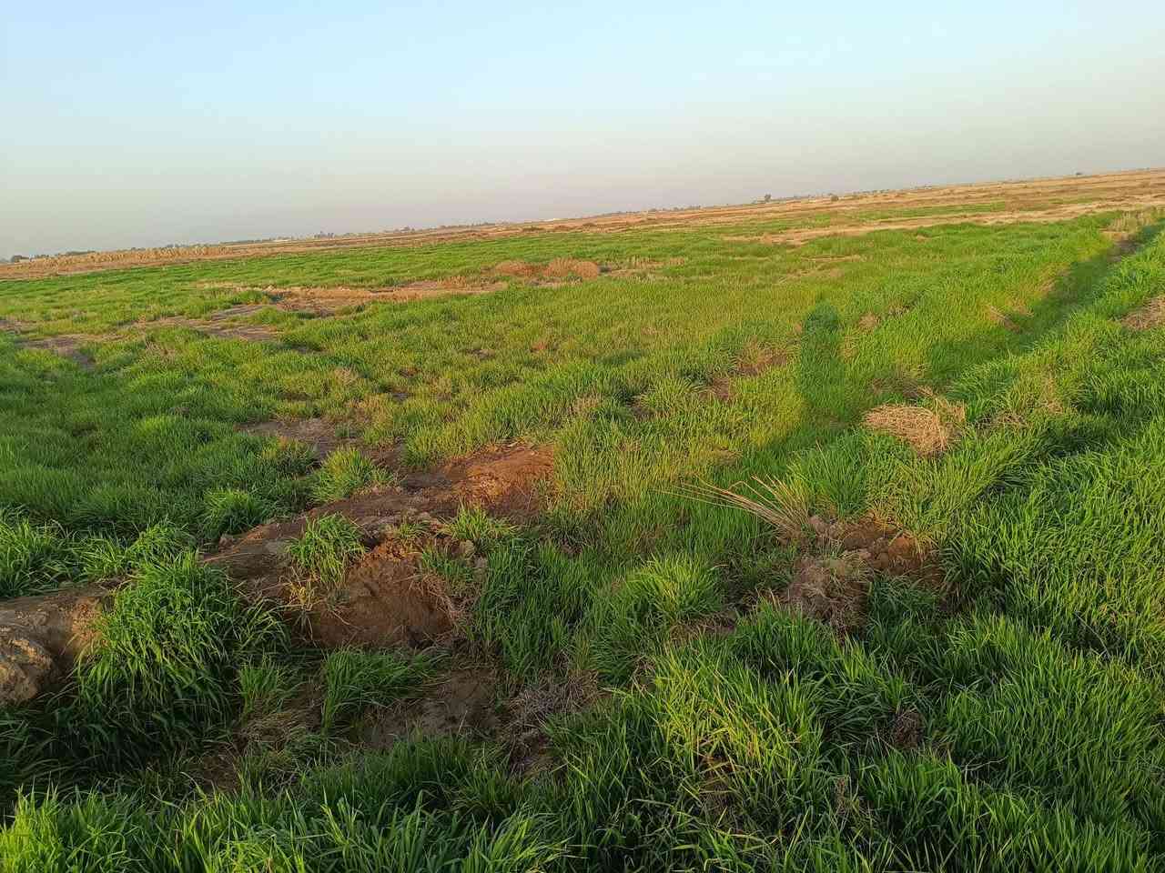 سلام عليكم 
زرع بور للبيع 15 دونم قرب قرية الهوز 
***********
