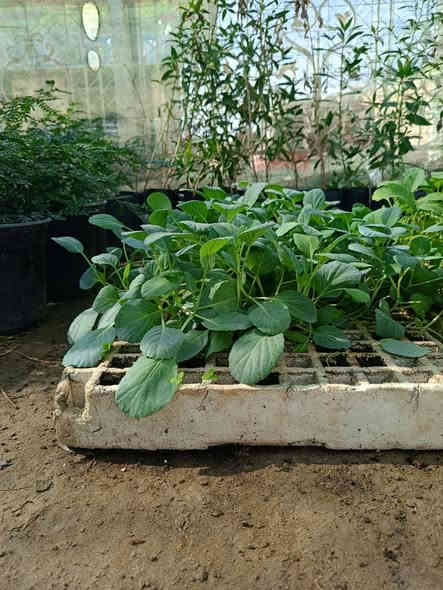 السلام عليكم ...🥬🥬🥬
توفرت لدينا تشكيلة من الخضروات بجميع انواعها .. السعر كل 10شتلات بألف دينار والجملة سعر اخر 🥬🥬🌱🌱🌱
القرنابط .
الهانة الحمراء 
 الهانة الخضراء 
الطماطم 
البأذنجان 
الفلفل الحار والبارد ...
توجد خدمة توصيل جميع المحافظات 6 الاف دينار 
العنوان محافظة ذي قار  ..قلعة سكر 
مراسلة الصفحة او واتساب او اتصال 
***********
***********
#الجميع
