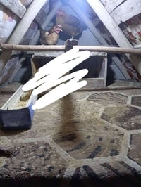 زوج دجاج بياض • شرط الصحه • بعقوبه