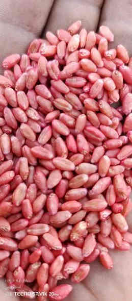 ✅محلات هيثم للخدمات الزراعية ✅

✅متوفر بذور الحنطة ✅

#نزار_وزن_الكيس40كيلو
#ادنا_وزن_الكيس25_كيلو
#الوفية_وزن_الكيس_25_كيلو
#العربية_وزن_الكيس_25كيلو 

متوفر بنت الجيس

#نزار
#الوفية

#اسعار_مناسبة_جدا_جدا
#متوفر_جملة_مفرد

✅العنوان الجدعة الشارع العام مقابل مجمع جنة الأسعار محلات هيثم للخدمات الزراعية ***********
#حياكم_الله_الف_الف_الهلة
