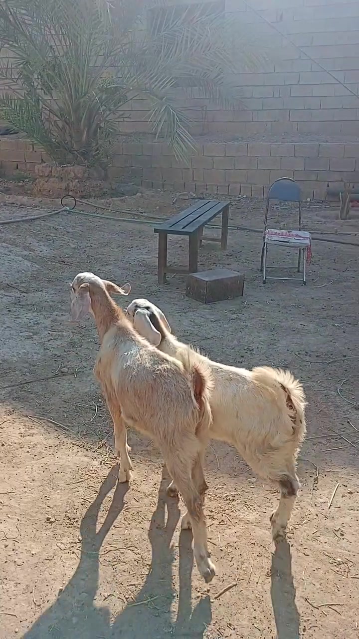 يوجد جدي و صخله شاميات توم جمات و سمان و نشطات و ناصحات فول
مكاني بالعلم قبل البورصة 
للاتصال ***********
           ***********
