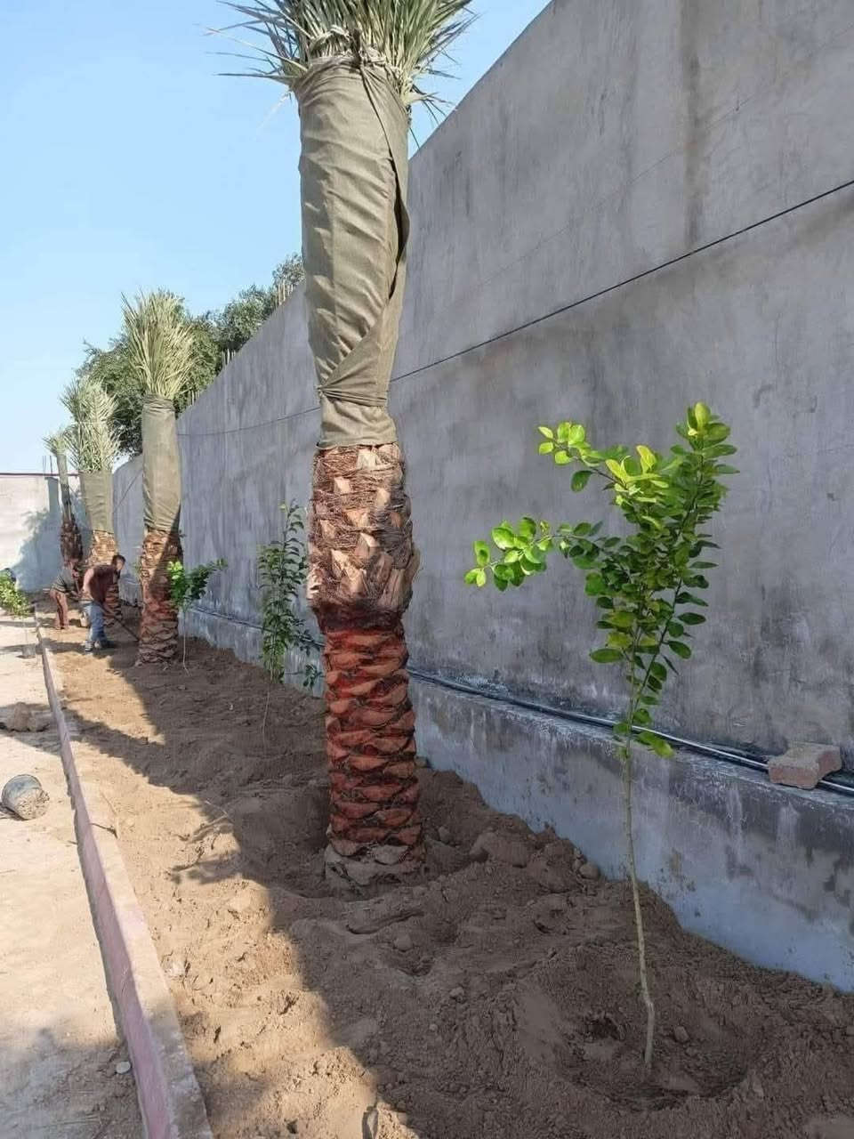 يا الله سلام عليكم جاهزين لتجهيز كل لمزارع من كل انواع نخيل والحمضيات وتجهيز الحدائق وقص الحدائق وديكور الحدائق وقص الشجار
الاتصال //***********
