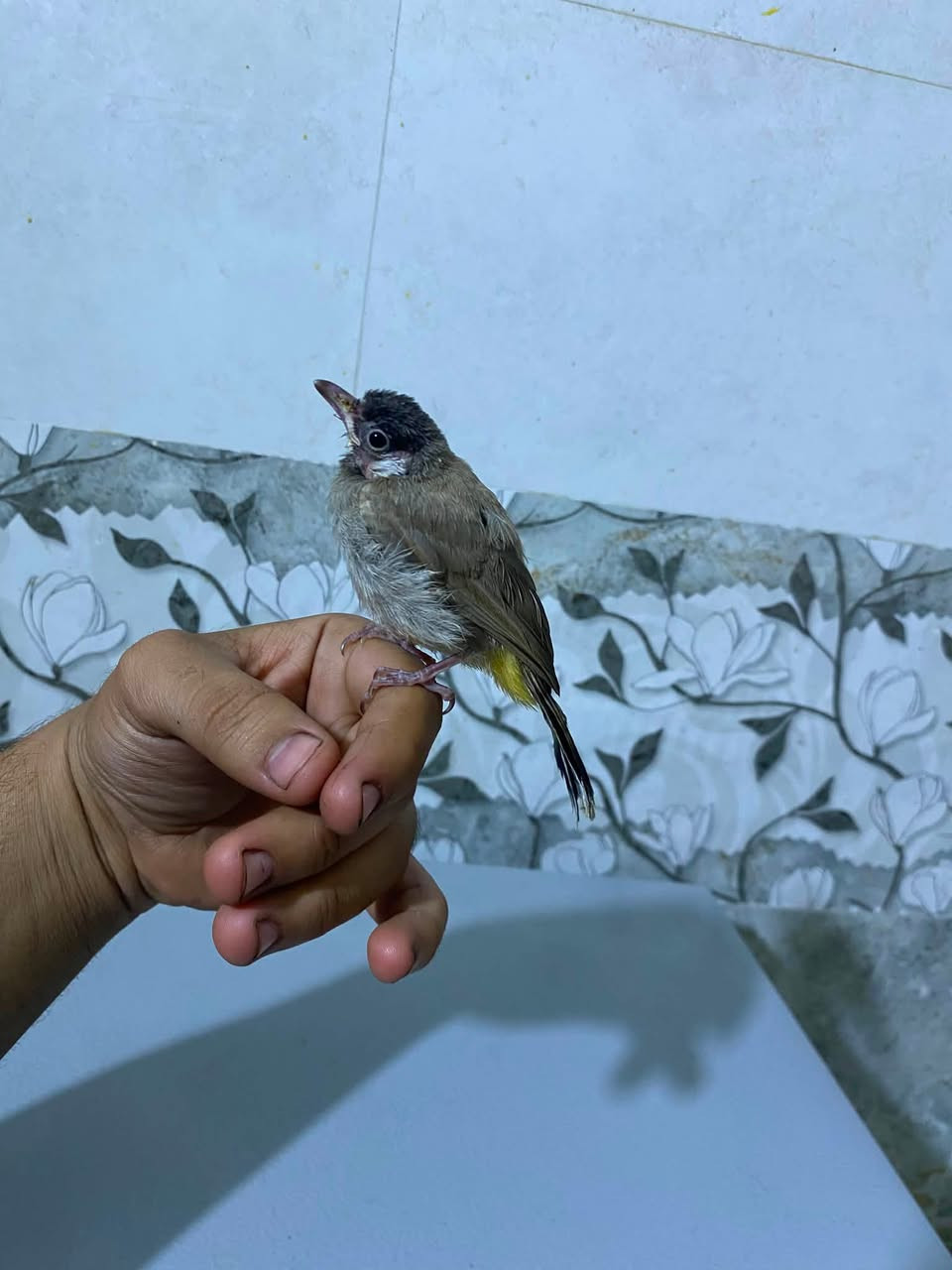 ‏ سلام عليكم بلبل للبيع سعره 25


**إذا كنت صاحب هذا الإعلان وتريد حذفه لأي سبب، رجاءا أرسل رسالة إلى الدعم الفني**