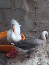 زوج بط • كبار