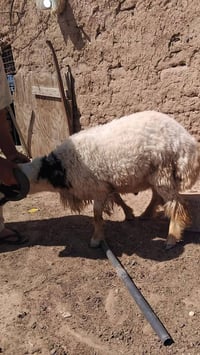 كبش 🐏 للبيع  مال اضحيه للاستفسار التواصل على الرقم ‭0783 317 6470‬