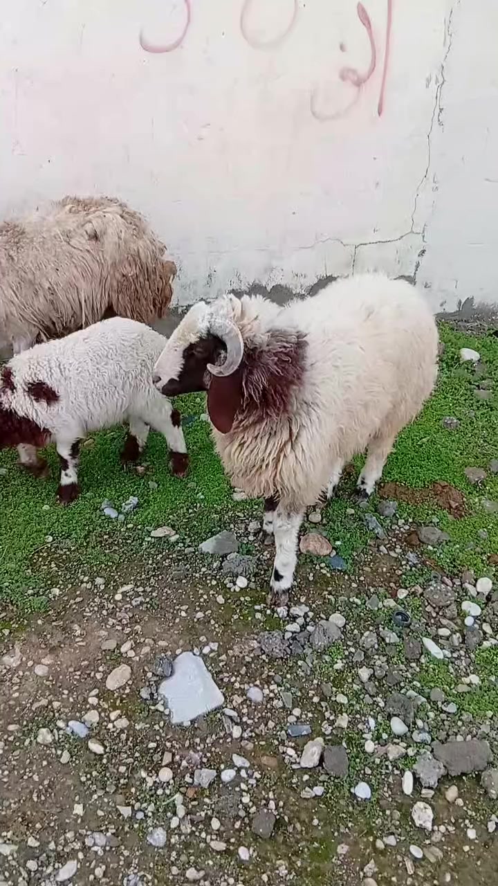 مەڕێکوو جووتێک بەرخی نێری جۆخور
بۆفرۆشتن مشتەری نیت باکاتی یەک تر نەگرین#کلاڕ#
***********
