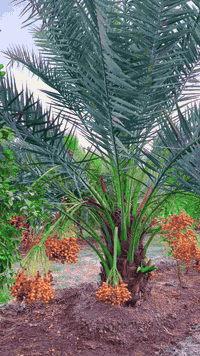 مزارع النخيل  ، للحجز والاستفسار مراسلة الصفحة او الاتصال على الرقم *********** .

#ترند #اكسبلور #منشن #تفاعل #لايك #كنشن #تصويري #اعراس #افراح #مناسبات #اغاني #بغداديات #كاظم_الساهر #تصميم #تصميمي #تصميمي❤️
