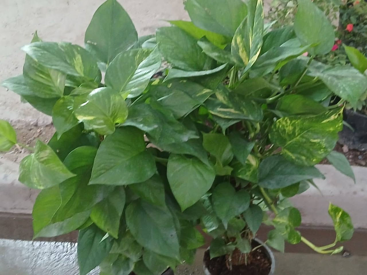 مساء الخير حبايب اليوم وصلنه زرع جديد اواكو ظلي أيضا أو اسعار مناسبه العنوان حي العامل محله ٨٠٧ بقرب من متوسطه التماظر بقرب من أسواق ابو الهيل كل الهلا فيكم


**إذا كنت صاحب هذا الإعلان وتريد حذفه لأي سبب، رجاءا أرسل رسالة إلى الدعم الفني**