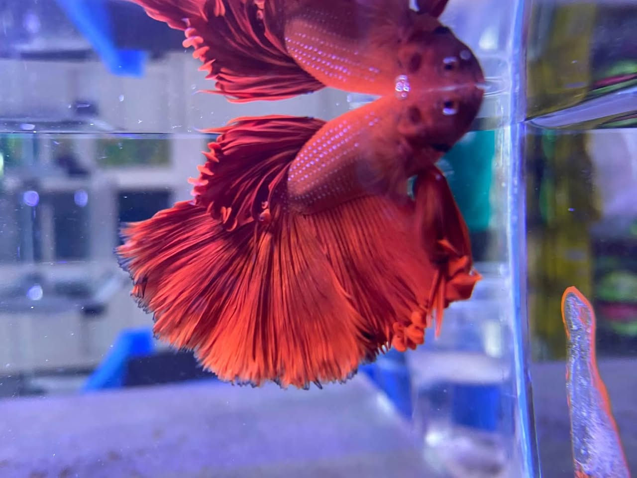 وصول وجبه جديده فايتر هاف مون احجام حشنه 🐠🐠🐠
سعر القطعة ٣ الف ✅
كركوك قادسيه سايد المرور القديم مجاور حلويات الحلواني


**إذا كنت صاحب هذا الإعلان وتريد حذفه لأي سبب، رجاءا أرسل رسالة إلى الدعم الفني**