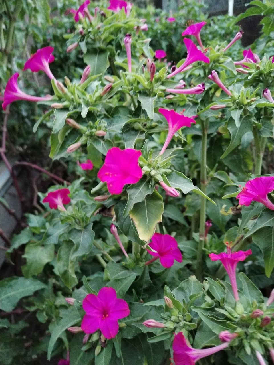 الصور منقولة
لالة عباس 
نبات حولي معمر (جذوره تبقى بالأرض و تنبت بالربيع) مقاوم  لجميع الظروف المناخية 
يتكاثر بالبذور 
ازهاره عطرية 
يزرع بالربيع 
تتوفر بذوره بسعر الفين دينار للمغلف     
بابل إسكندرية يتوفر توصيل لكل المحافظات ان شاء الله


**إذا كنت صاحب هذا الإعلان وتريد حذفه لأي سبب، رجاءا أرسل رسالة إلى الدعم الفني**