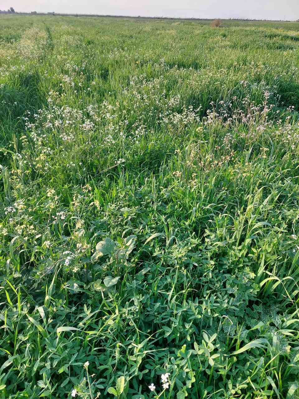 سلام عليكم
12 دونم حشيش تريد سراحه المكان دلمج صدر حوار اي ستفسار ع هاذه الرقم  ***********
